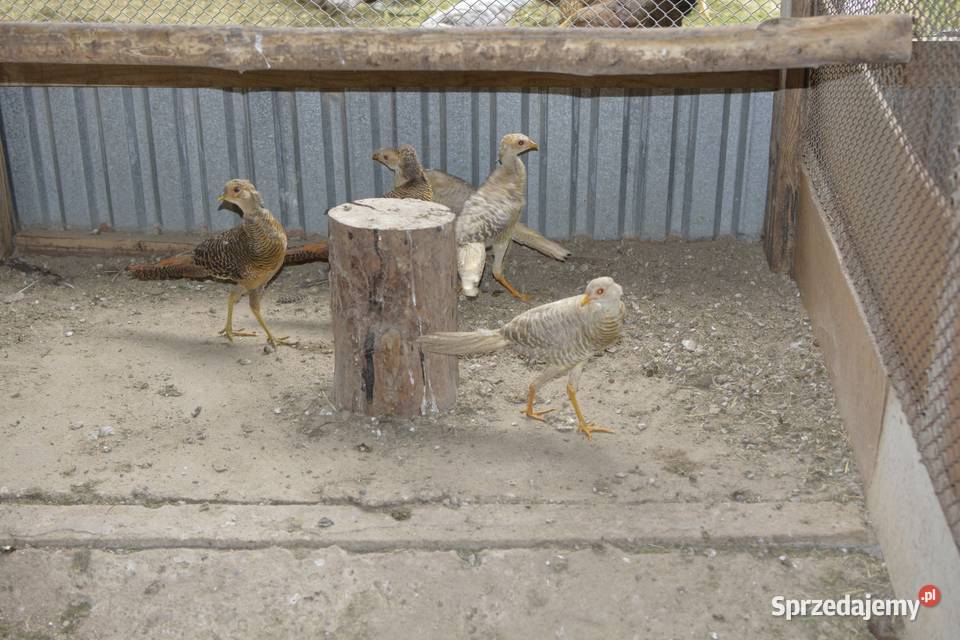 Bażanty złociste czerwone i bananowe koguty i podkarpackie Rzeszów