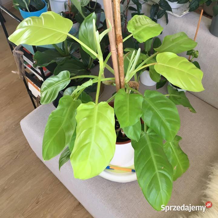 Filodendron Malay Gold domowa uprawa mazowieckie Warszawa