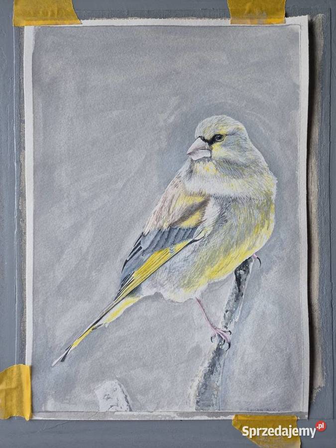 Dzwoniec ptak polski w akwareli artysty na Brzesko