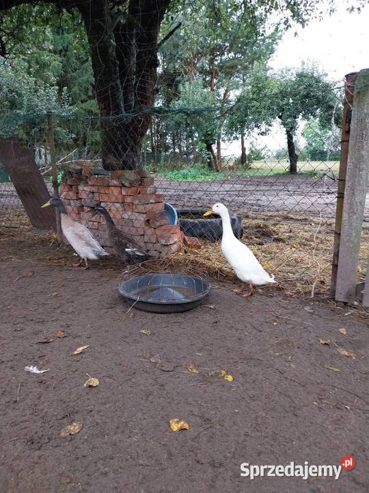 2 parki biegusów silki Wytyczno