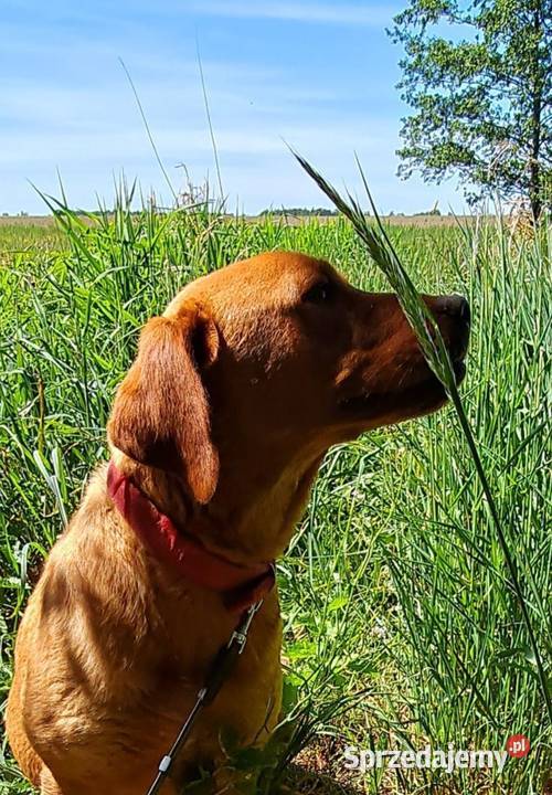Piękna ruda Elza labrador retriever FOX RED Dobieszczyzna