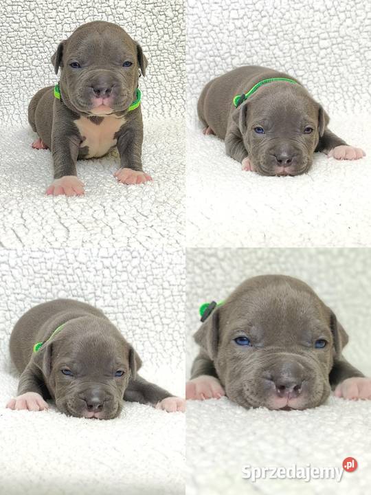 American staffordshire terrier Brzeg