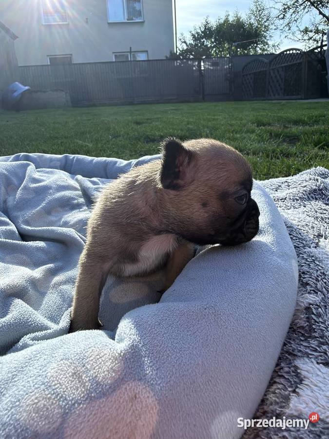 Buldog francuski Puszczykowo