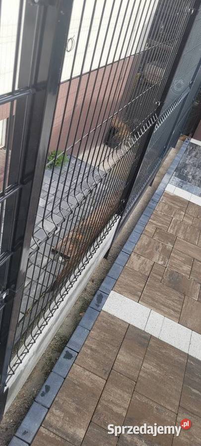 Panele ogrodzenia 3d 2d producent
