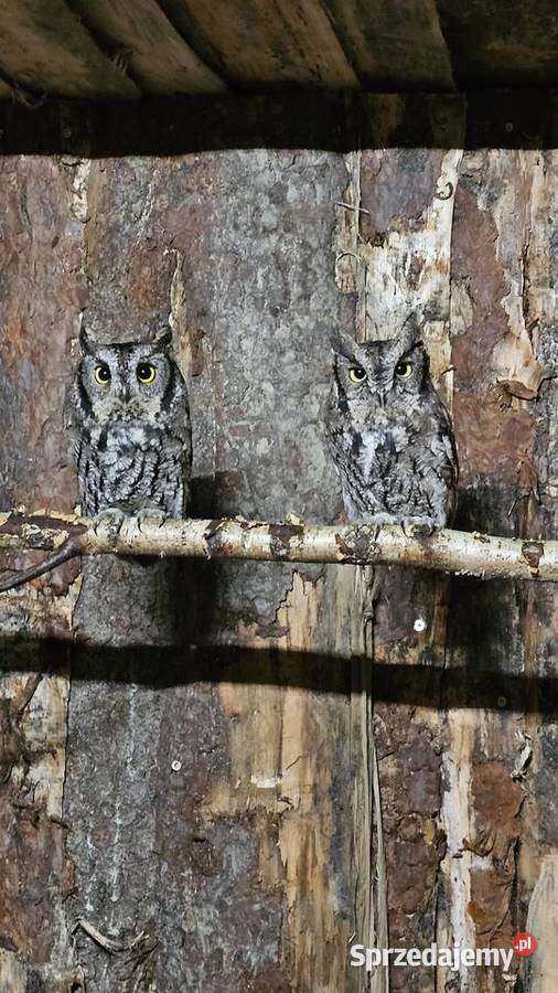 Sowa Syczek Zachodni Megascops Kennicottii Marklowice Górne