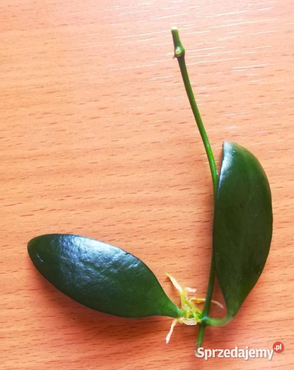 Hoya hoja hoia leytensis unikatowa roślina Kwitnące zachodniopomorskie Szczecin