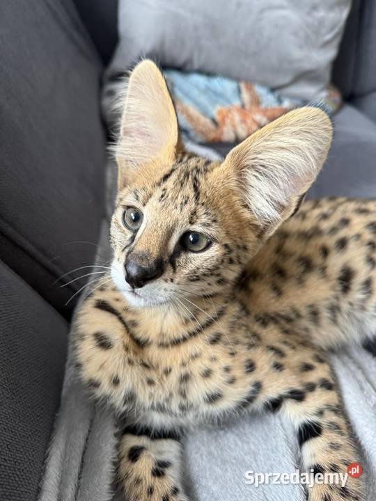 Serwal afrykański sawannowy serval ręcznie