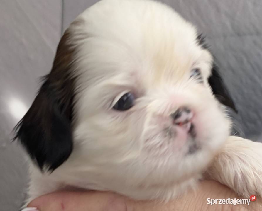 Szczenięta shih tzu z genem blue