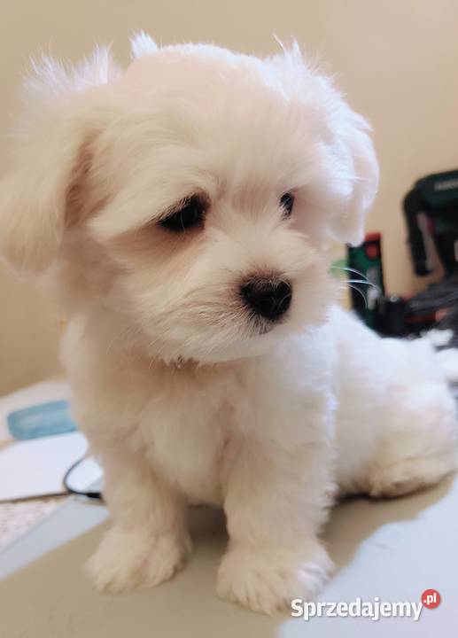 Maltańczykśliczny piesek Warszawa