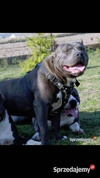 Amstaffy Błękitne Płock