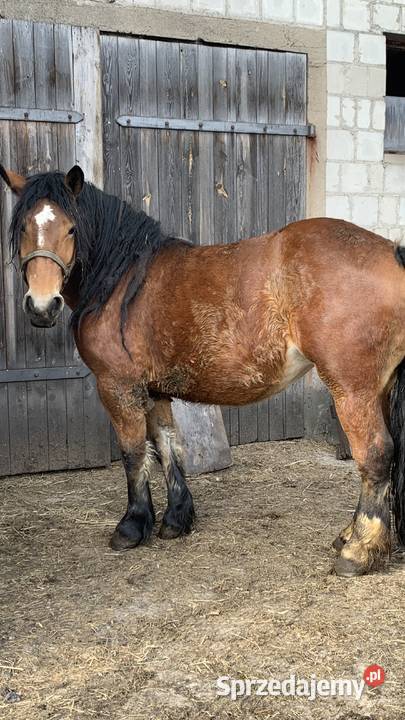 Sprzedam zrebice Waniewo