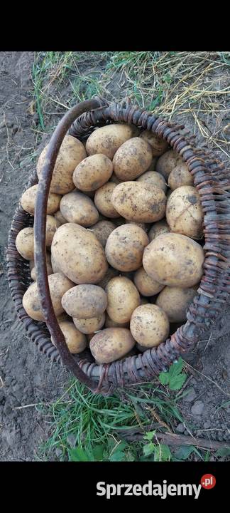 Ziemniaki jadalne ekologiczne Łapy sprzedam