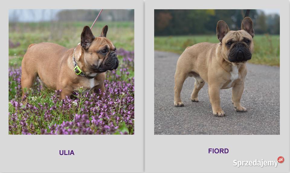 Buldog francuski FCI Buldog Płock