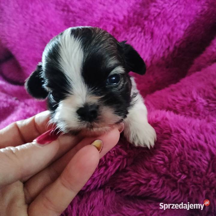 Suczka i pieski shih tzu do rezerwacji kujawsko-pomorskie