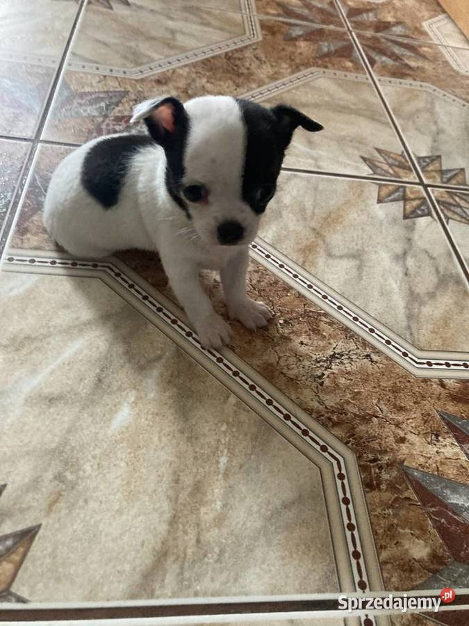 Chihuahua Wręczyca Wielka