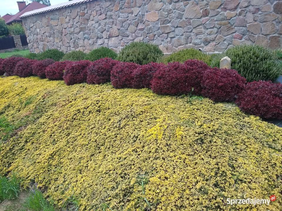 Jałowiec Płożący Golden Carpet małopolskie Garlica Duchowna