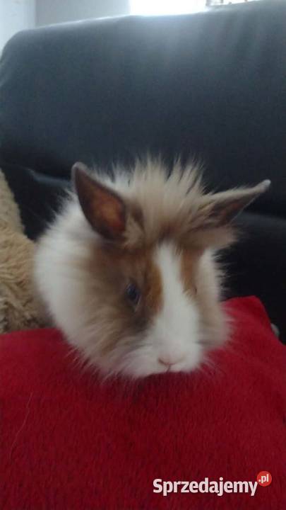 Króliczek samczyk karzełek Teddy Grudziądz