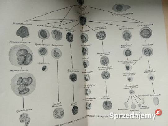 Choroby wewnętrzne Wasilienko 1950 rosyjski Łódź