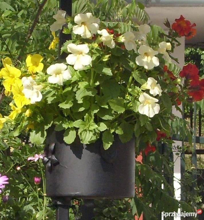 Kwietnik Jelenia Góra