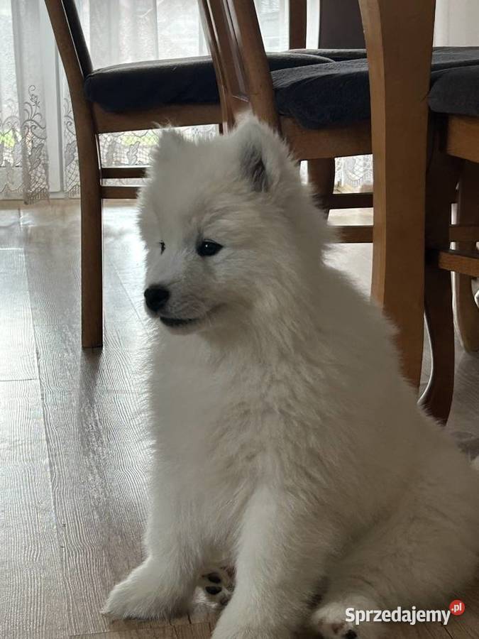 Szczenięta Samoyed łódzkie
