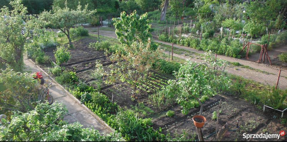 Działka rekreacyjna ogródek działkowy Wrocław Wrocław