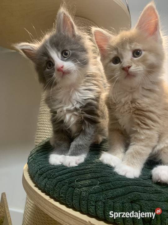 Rezerwacja kocięta koty i kocice Maine Coon Maine Coon