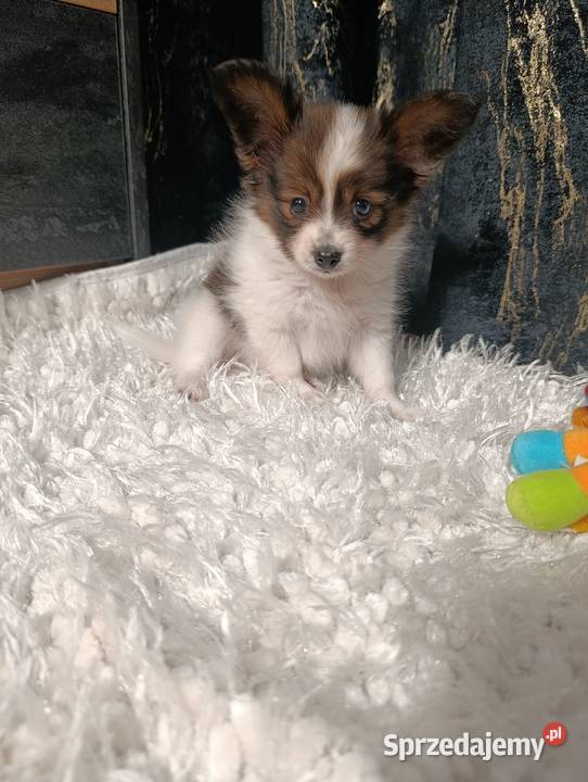Papillon Spaniel Kontynentalny Szczaworyż