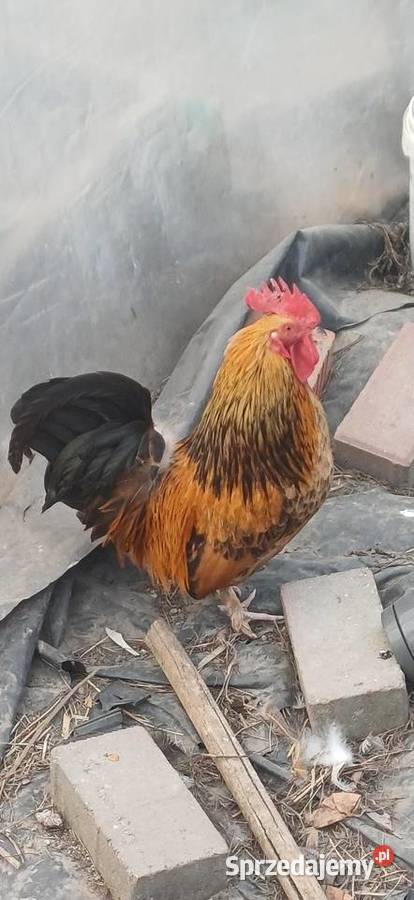 Koguty Miniaturki Ptaki Zaborówek