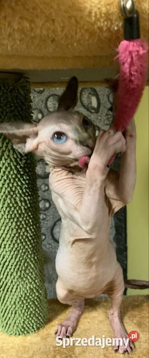 Sfinks Kanadyjski Do odbioru dziewczynka wielkopolskie Leszno