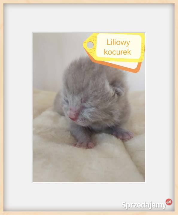 do rezerwacji kotka brytyjskiego Brytyjski