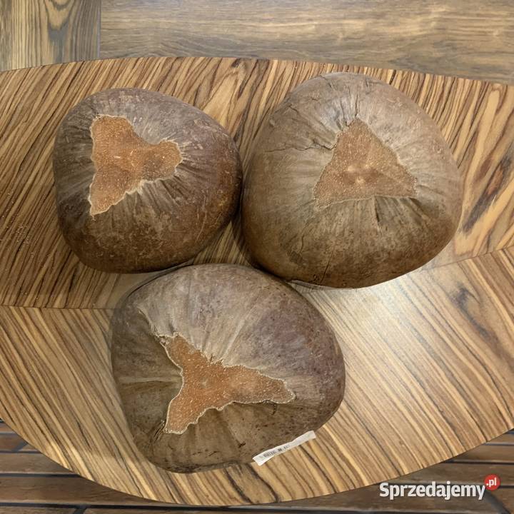 Doniczka z łupiny kokosa Doniczki i osłonki Bochnia