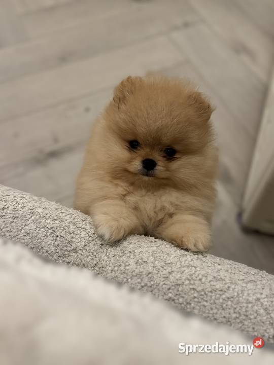 Szpic miniaturowy Pomeranian Mis Warszawa