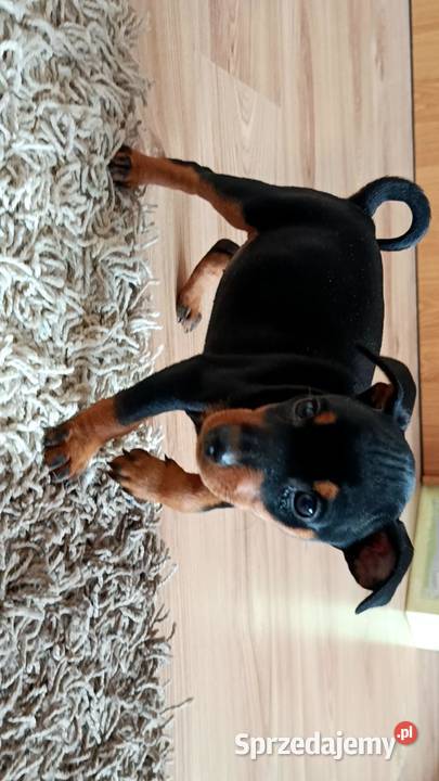 Pinczer miniaturowy szczeniaki Cewków