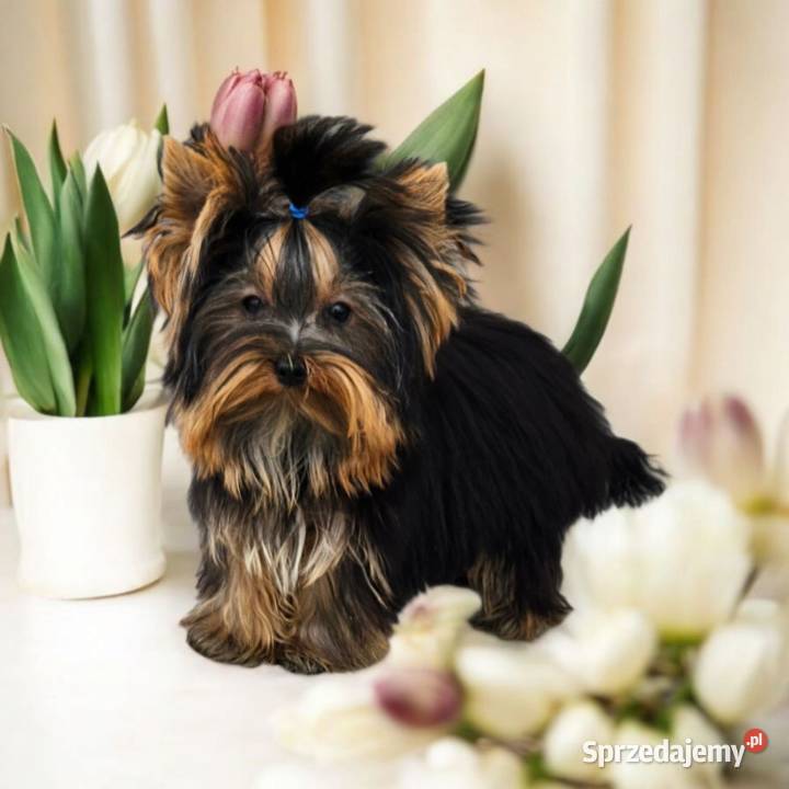 Piękny Maleńki York komplet dokumentów Większy Opole