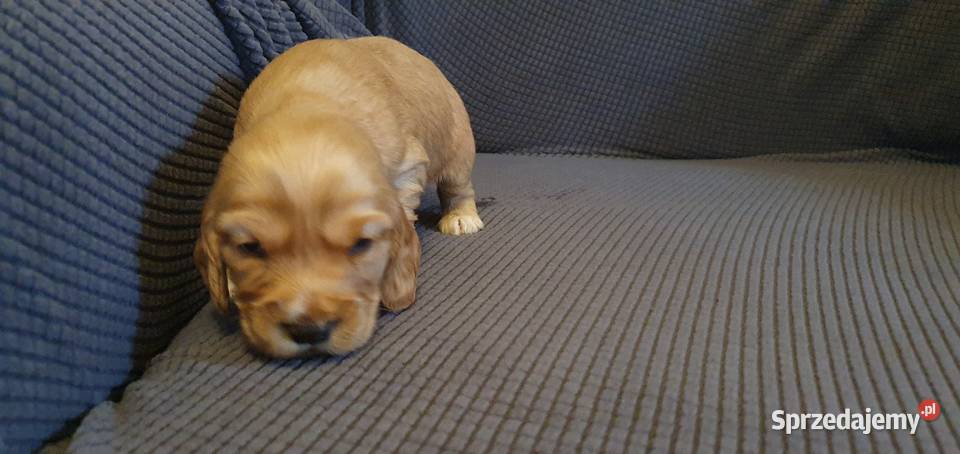 Cocker Spaniel Angielski piesek Radom