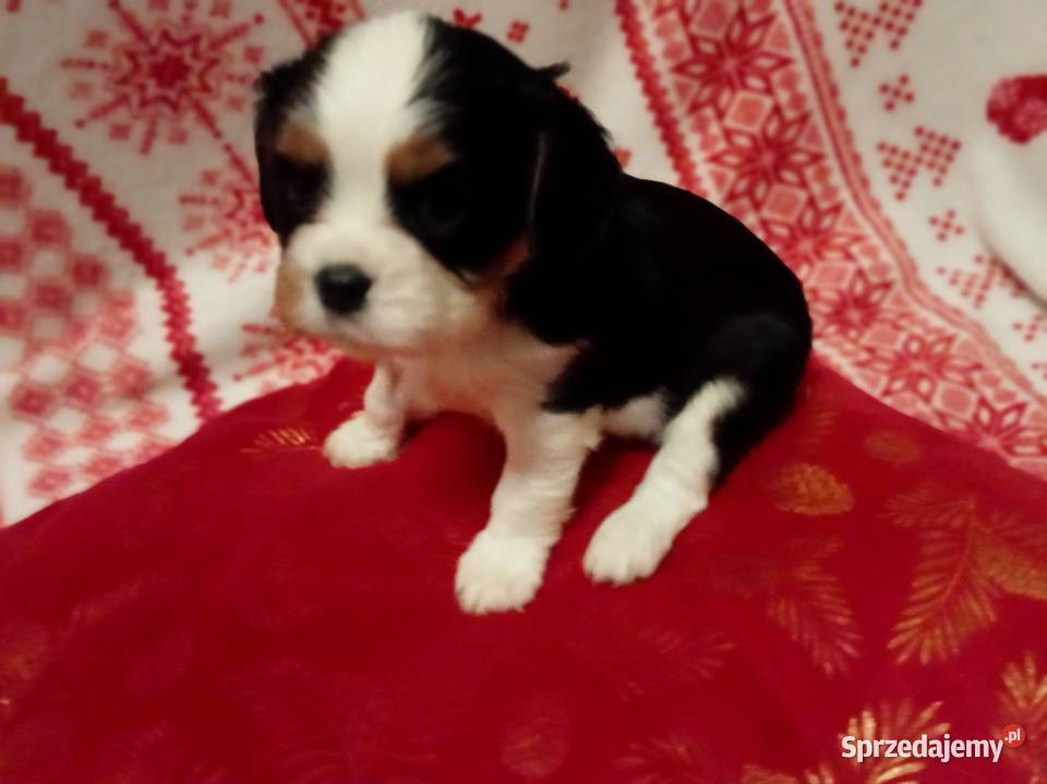 Cavalier king charles spaniel gotowe do zmiany sprzedam