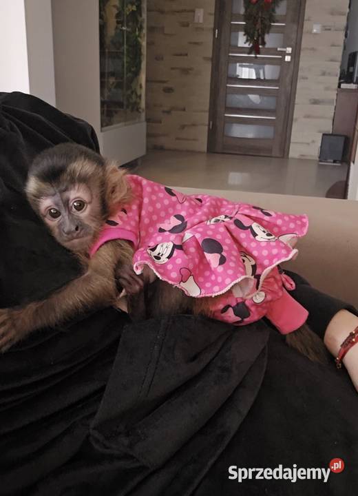 Kapucynka czubata dziewczynka Warszawa