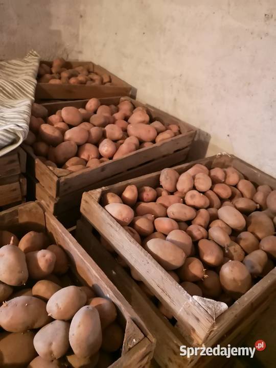 Ziemniaki kartofle z mojego gospodarstwa mazowieckie
