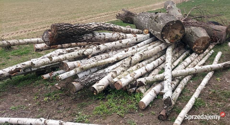 Brzoza walki i lipa mazowieckie Płońsk