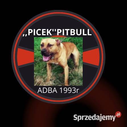 Amerykański Pitbull Terrier - Picek - ZkwP-szczeniaki