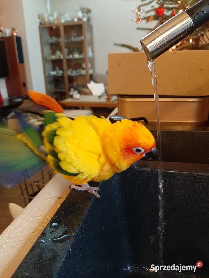 Papuga Konura Słoneczna Ptaki Warszawa sprzedam