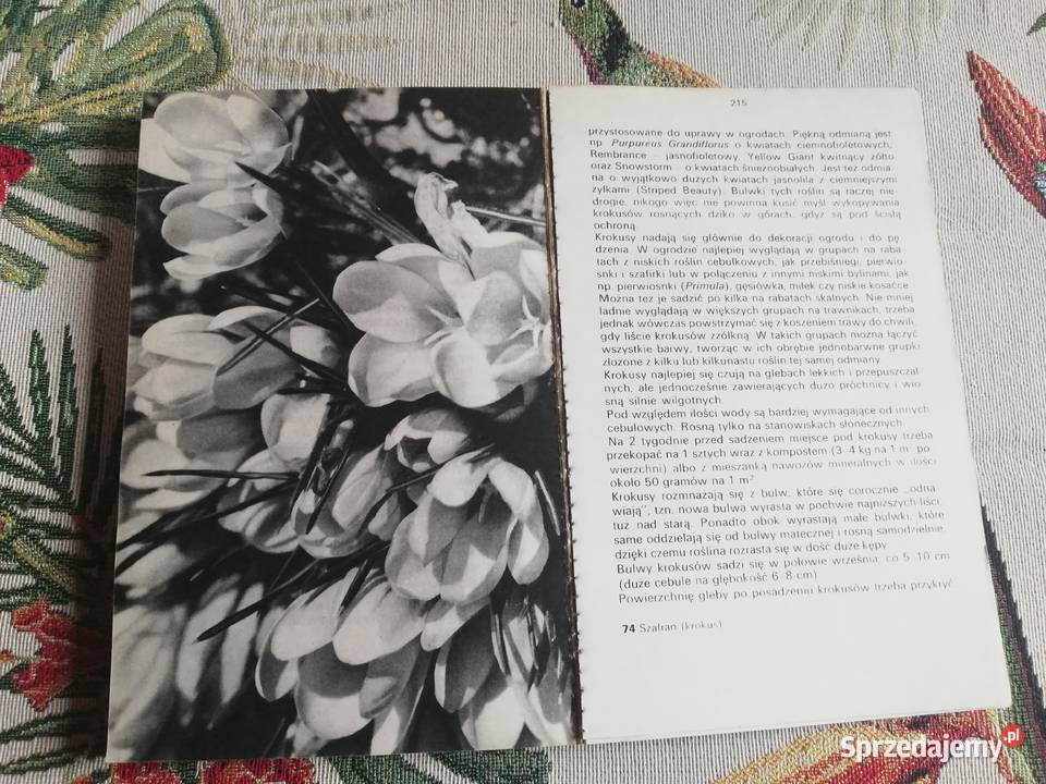Kwiaty w ogródku Izabela Kiljańska Poradniki, albumy i reportaże Kraków