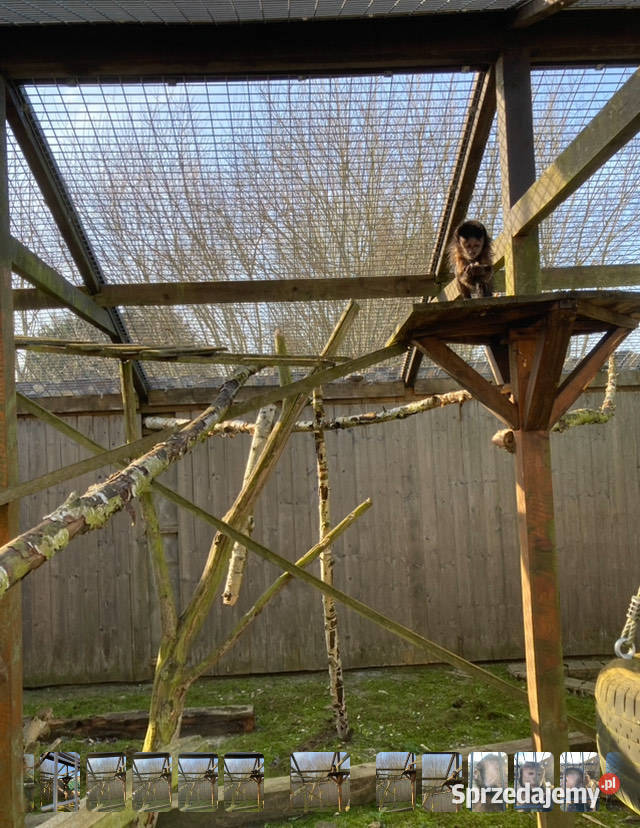 Kapucynka czubata kawaler szuka domu zachodniopomorskie Kołobrzeg