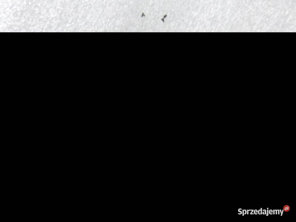 PAS LEWY PRZEDNI PEUGEOT 206 SW 96468609XX osobowe Pasy bezpieczeństwa sprzedam