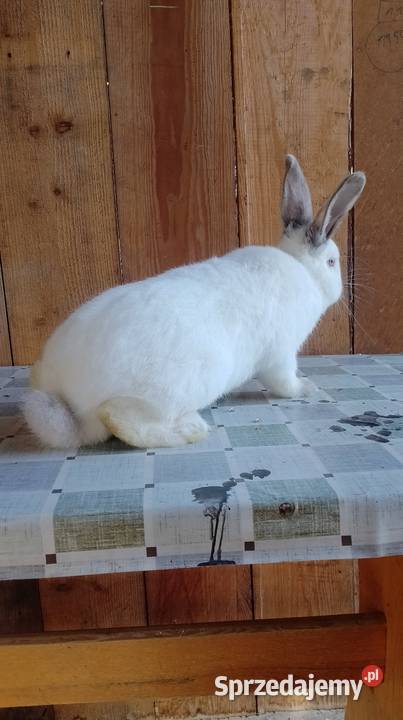 Samiec Kalifornia Czarzyzna