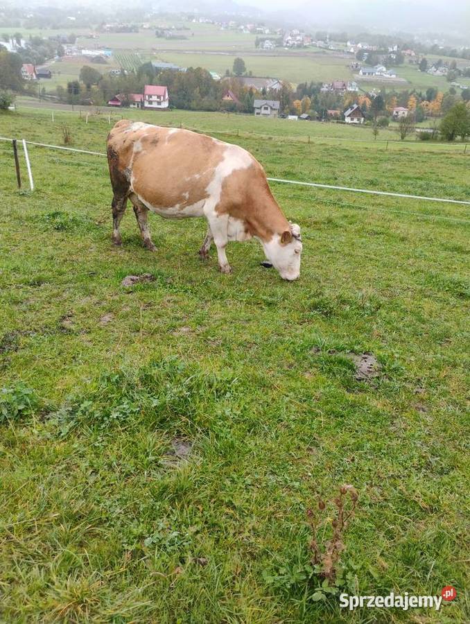 Sprzedam krowę simentalke Bydło Męcina