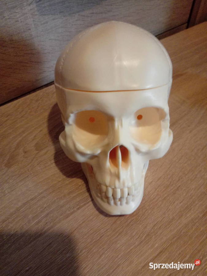 Czaszka kostek szkielet ciało człowieka