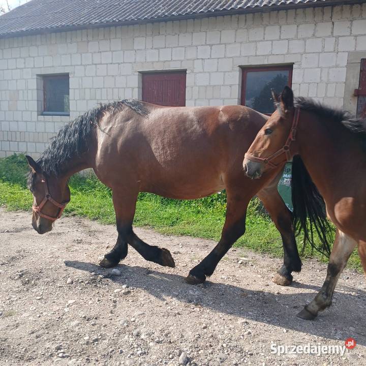 Klacz zrebna ze zrobko Łapy sprzedam