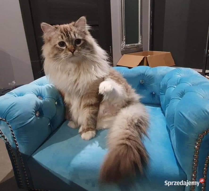 Legowisko kanapa glamour psa kota 100 kolorów Akcesoria dla zwierząt