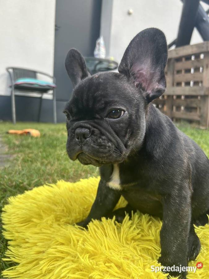 Piękne Buldogi Francuskie